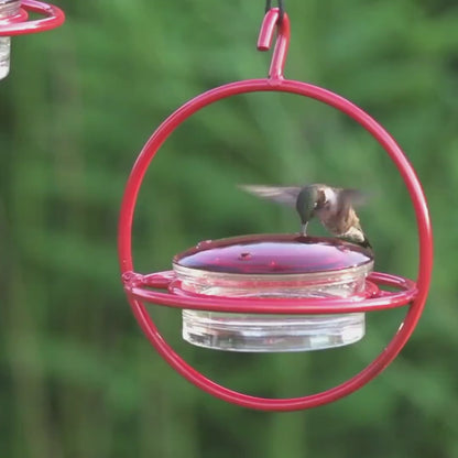 Hummble Bold Hummingbird Feeder