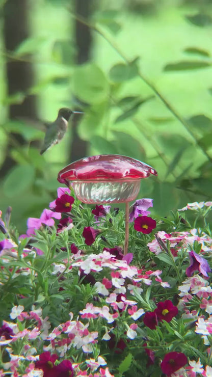 Mangeoire pour colibris en pot de fleurs