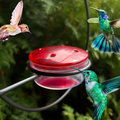 Kolibri-Futterspender klein zum Aufhängen – perfekt, um fröhliche Vögel in Ihr Zuhause zu bringen