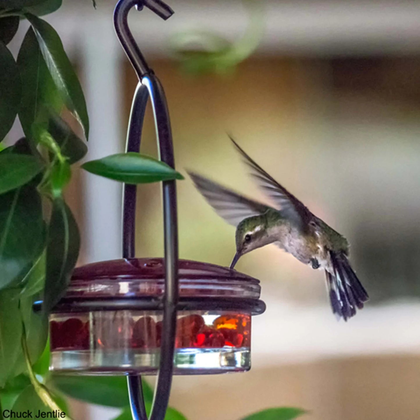 Hummble Slim Hummingbird Feeder