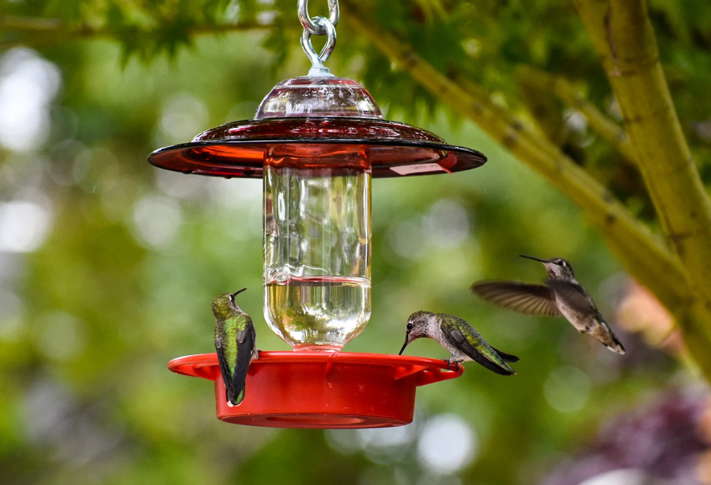 Kolibri-Futterspender, bienensicher, wahlweise mit 237 ml Klar- oder Kobaltflasche mit roter Glasplatte