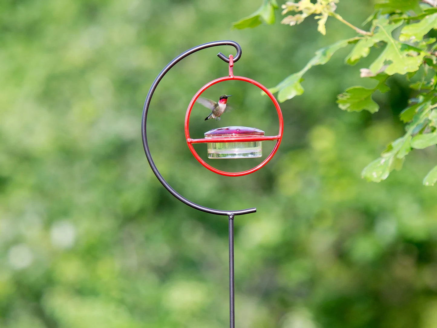 Hummble Bold Hummingbird Feeder