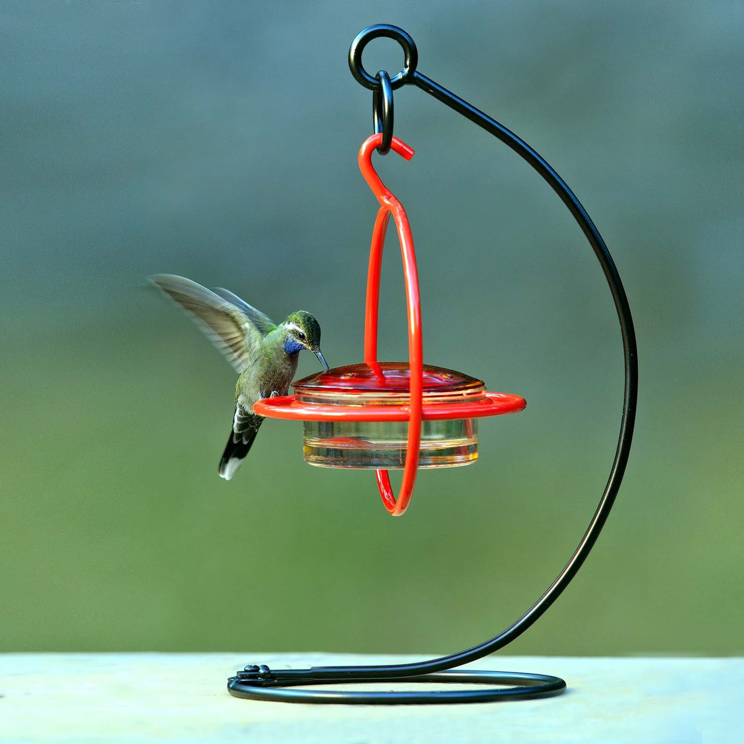 Hummble Bold Hummingbird Feeder