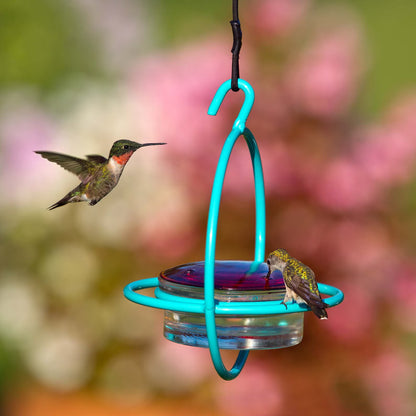 Hummble Bold Hummingbird Feeder