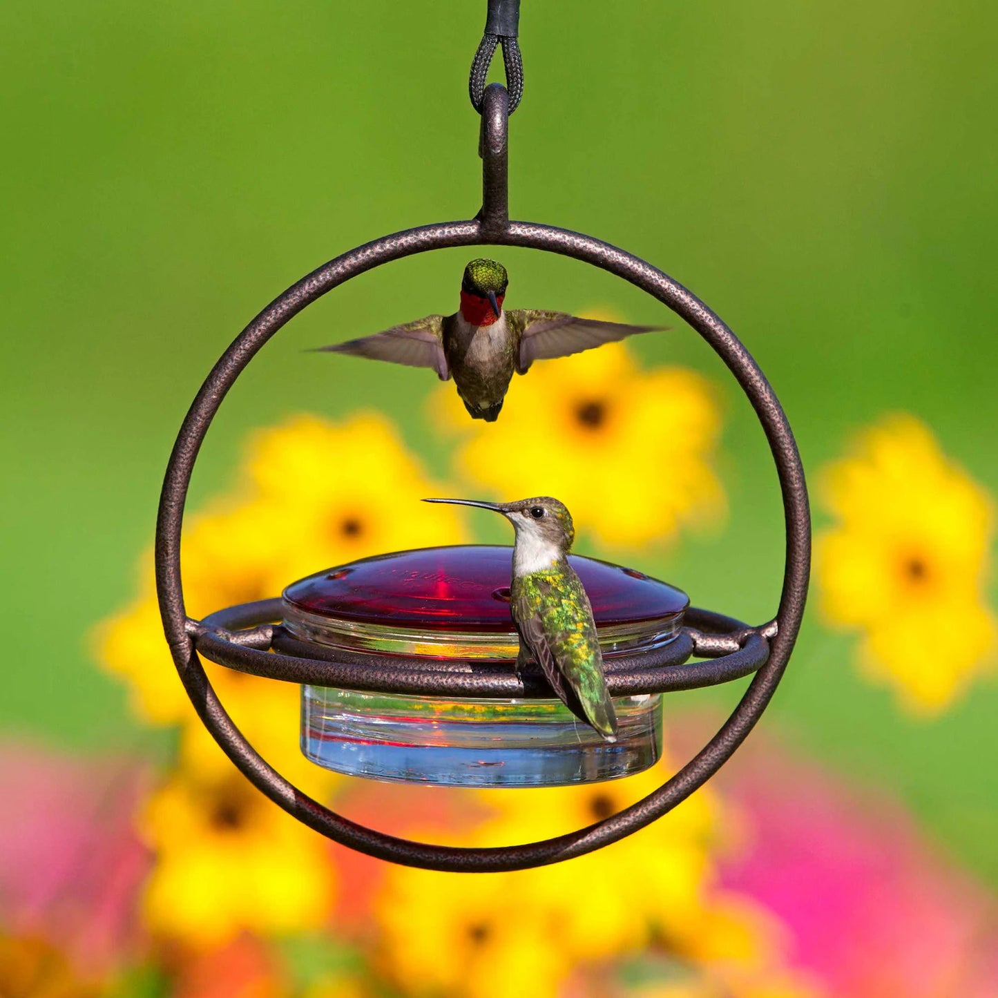 Hummble Bold Hummingbird Feeder