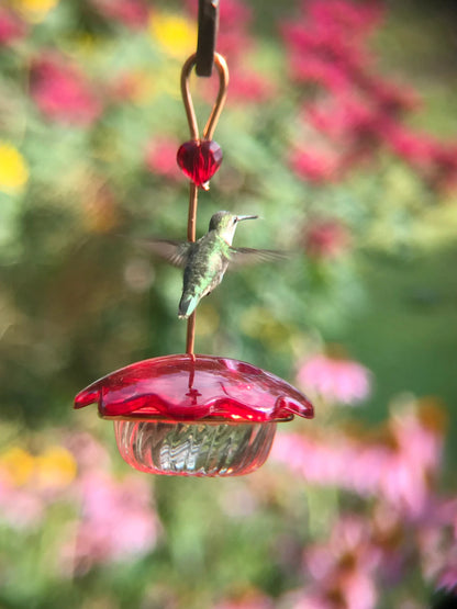 Hummingbird feeder 3oz