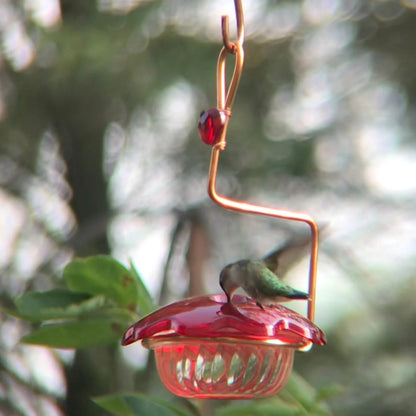 Hummingbird feeder 3oz