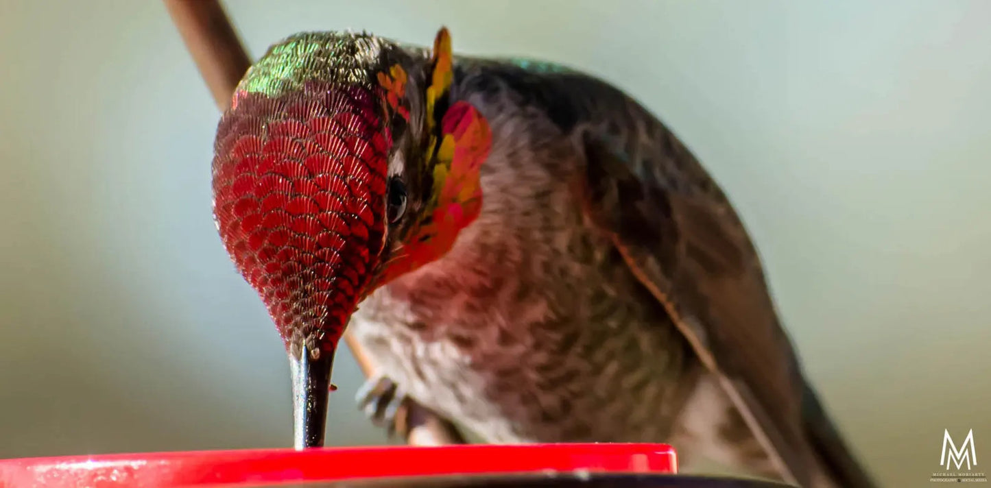 Bee-Proof, Drip-free Copper Hummingbird Feeder with Metal Hummingbird