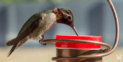 Bienensicherer, tropffreier Kolibri-Futterspender aus Kupfer mit Metallkolibri