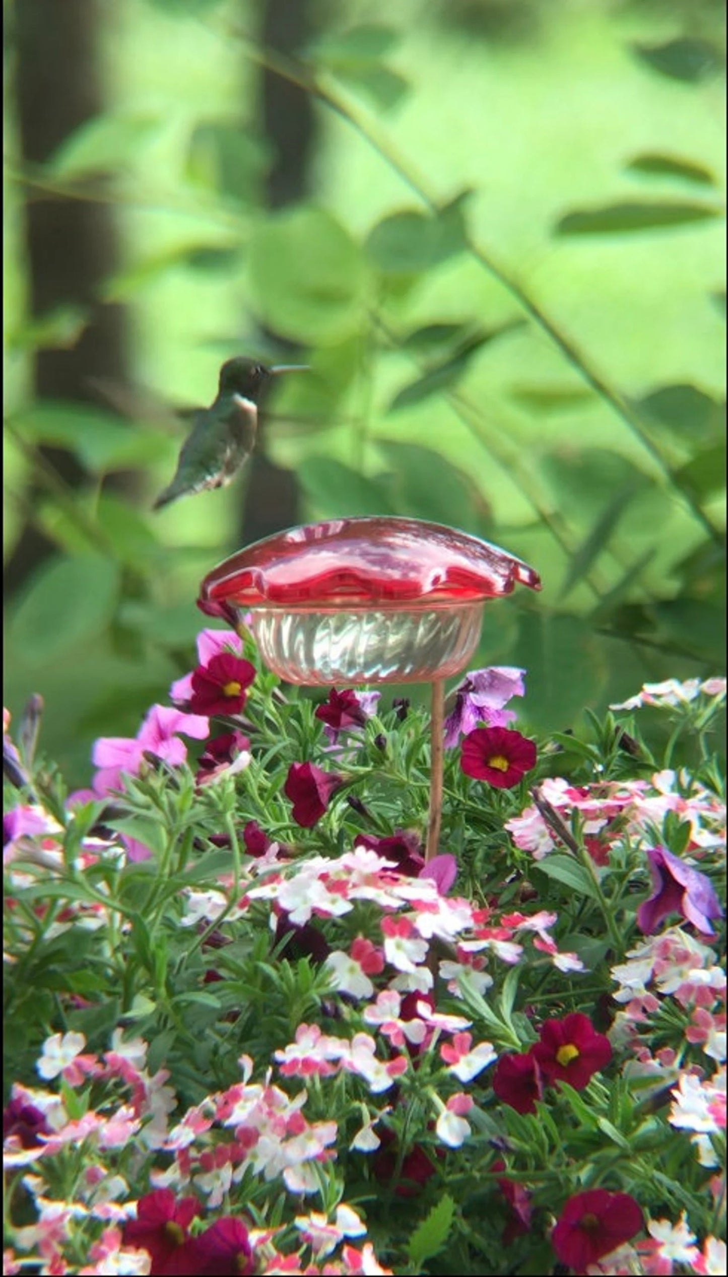 Mangeoire pour colibris en pot de fleurs