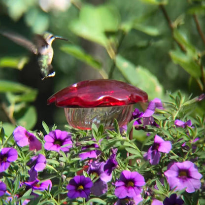 Mangeoire pour colibris en pot de fleurs