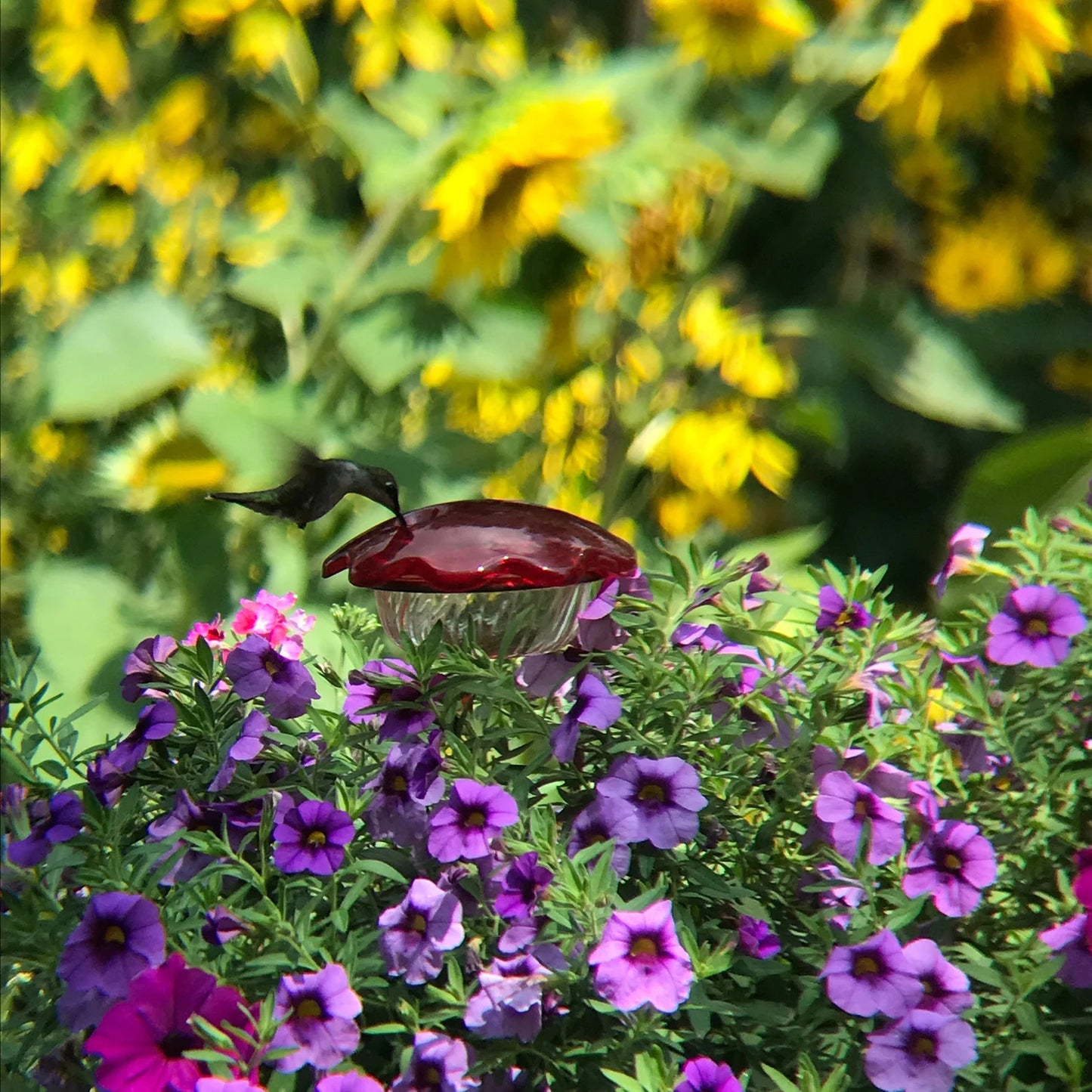 Flower Pot Hummingbird Feeder