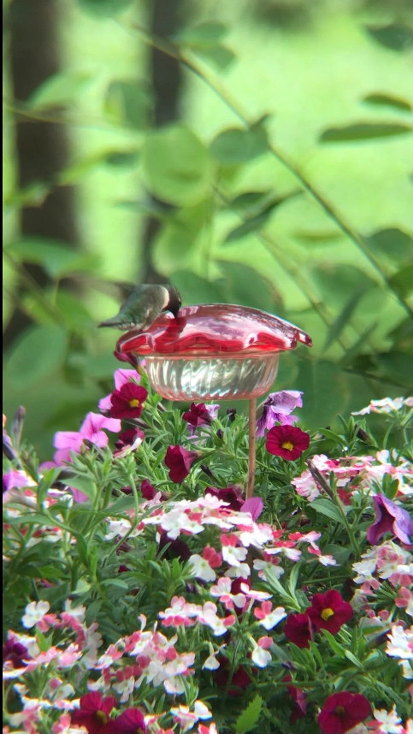 Mangeoire pour colibris en pot de fleurs